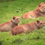Humans are still pushing African lions out of their natural habitats