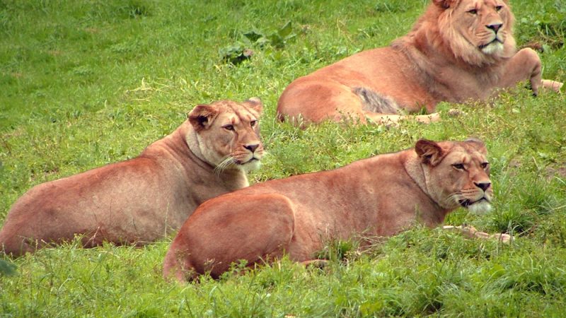 Humans are still pushing African lions out of their natural habitats